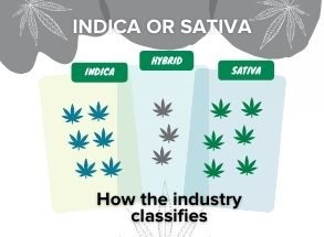 You are currently viewing Pesquisas internacionais mostram:  Não há distinção genética entre canábis ‘Sativa’ e ‘Indica.’