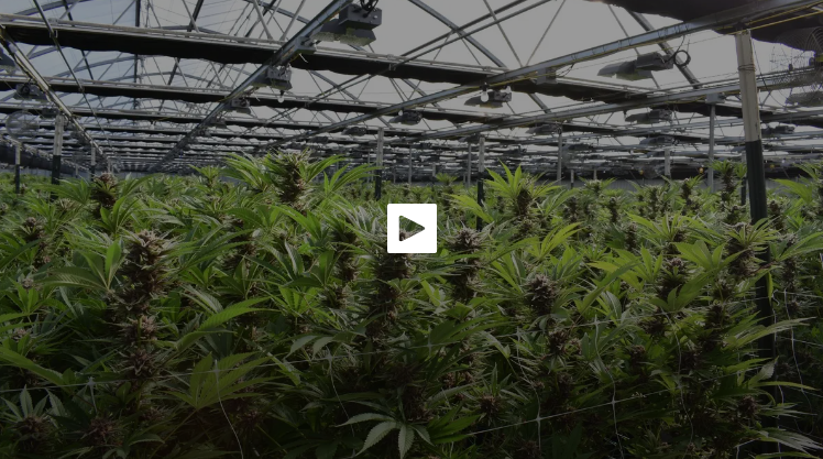 Read more about the article Ouro Verde: o negócio milionário e legal do cultivo de canábis para fins medicinais