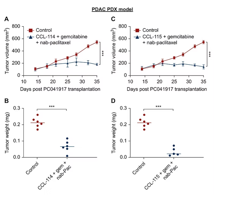 You are currently viewing Análogos de cannabinoides con potente actividad antitumoral en cáncer de pancreas